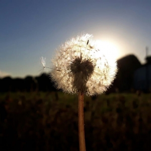 6o-lugar-a-cada-dia-uma-nova-luz-renasce-em-pequenos-detalhes-leticia-silvestri-marin-comunidade-santo-anjo-da-guarda.jpeg